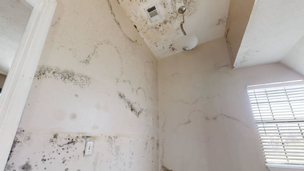 Best Water Damage & Mold Remediation  in North Apollo, PA