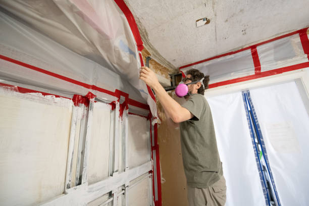 Best Black Mold Removal  in North Apollo, PA