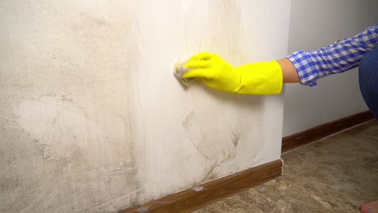 Best Emergency Mold Remediation  in North Apollo, PA