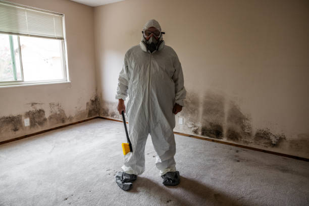 Best Black Mold Removal  in North Apollo, PA